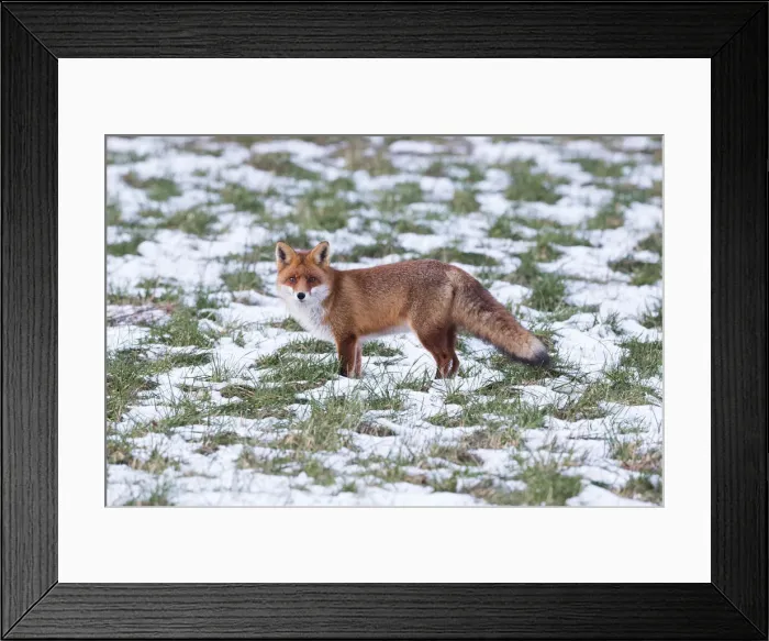 Framed Print : P2A4578. Red Fox - alert on snow covered field, North Hessen, Germany Date: 11-Feb-19 Framed Print : P2A4578. Red Fox - alert on snow covered field, North Hessen, Germany Date: 11-Feb-19
