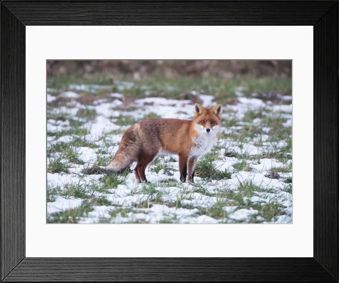 Framed Print : P2A4599. Red Fox - alert on snow covered field, North Hessen, Germany Date: 11-Feb-19 Framed Print : P2A4599. Red Fox - alert on snow covered field, North Hessen, Germany Date: 11-Feb-19