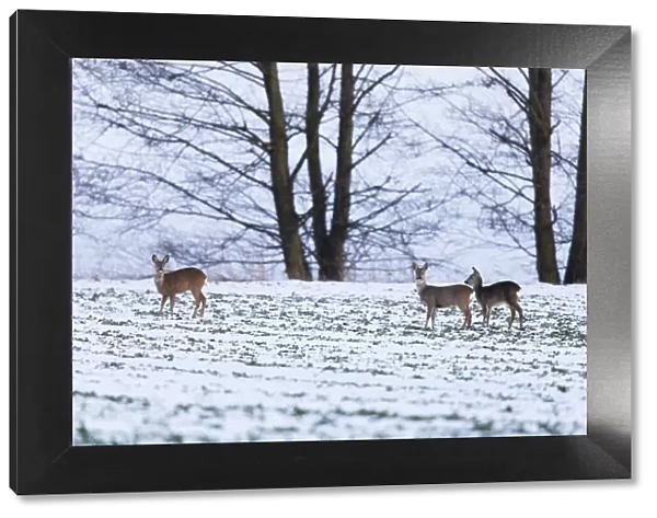 P2A4623. Roe Deer - animals feeding on snow covered field, North Hessen, Germany Date