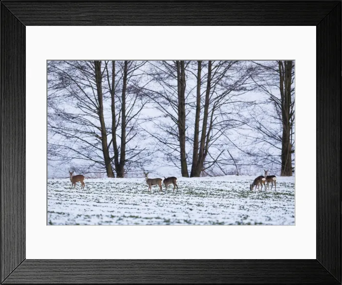 Framed Print : P2A4625. Roe Deer - animals feeding on snow covered field, North Hessen, Germany Date Framed Print : P2A4625. Roe Deer - animals feeding on snow covered field, North Hessen, Germany Date