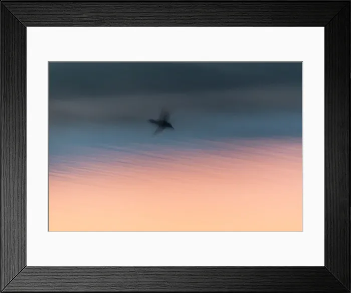 Framed Print : P2A4653. Northern Shoveler - drake in flight over lagoon at dusk