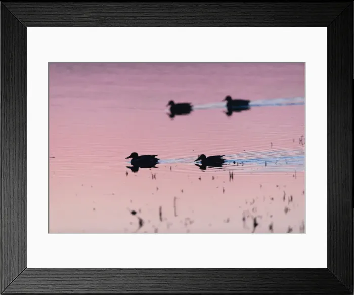 Framed Print : P2A4656. Northern Shoveler - silhouette of two drakes Framed Print : P2A4656. Northern Shoveler - silhouette of two drakes