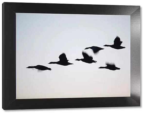 P2A4669. Greylag goose - silhouette of birds flying at dusk