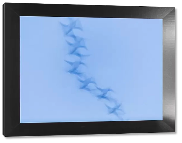 P2A4678. Greylag goose - blurred impression of birds flying at dusk