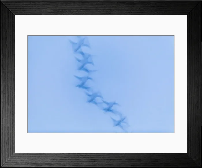 Framed Print : P2A4678. Greylag goose - blurred impression of birds flying at dusk Framed Print : P2A4678. Greylag goose - blurred impression of birds flying at dusk