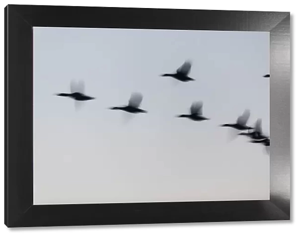 P2A4683. Mallard Duck - silhouette of flock flying at dusk