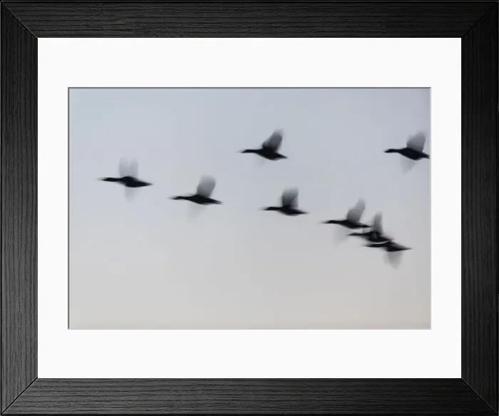 Framed Print : P2A4683. Mallard Duck - silhouette of flock flying at dusk Framed Print : P2A4683. Mallard Duck - silhouette of flock flying at dusk