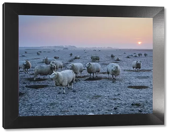 P2A4742. Texel Sheep - flock on frost covered pasture at dawn in winter