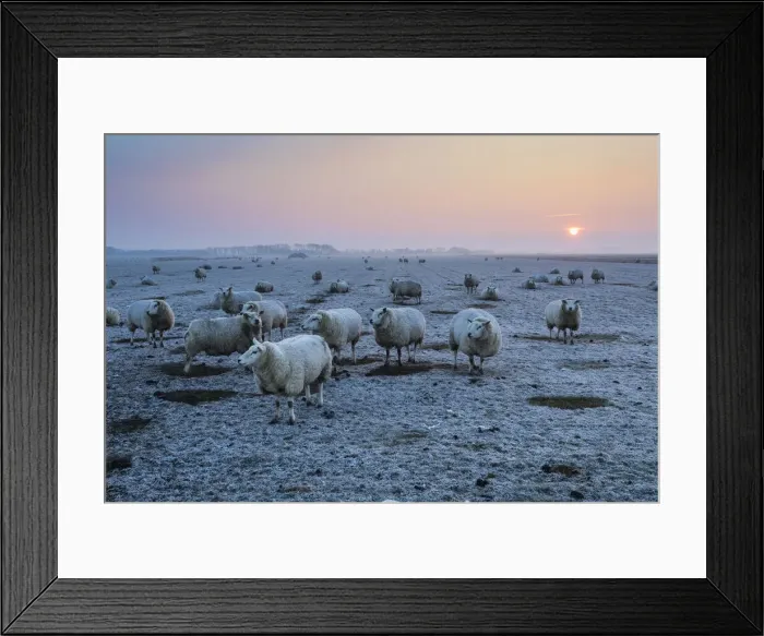Framed Print : P2A4742. Texel Sheep - flock on frost covered pasture at dawn in winter Framed Print : P2A4742. Texel Sheep - flock on frost covered pasture at dawn in winter