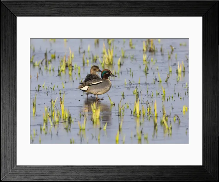 Framed Print : P2A4781. Teal - pair standing on frozen lake, Island of Texel, The Netherlands Date Framed Print : P2A4781. Teal - pair standing on frozen lake, Island of Texel, The Netherlands Date