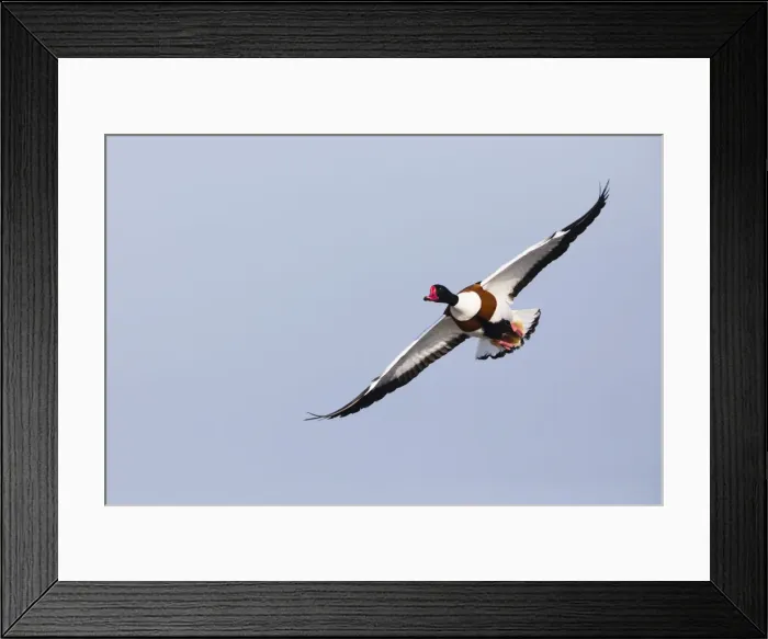 Framed Print : P2A4836. Shelduck - adult male in flight, Island of Texel, The Netherlands Date: 11-Feb-19 Framed Print : P2A4836. Shelduck - adult male in flight, Island of Texel, The Netherlands Date: 11-Feb-19