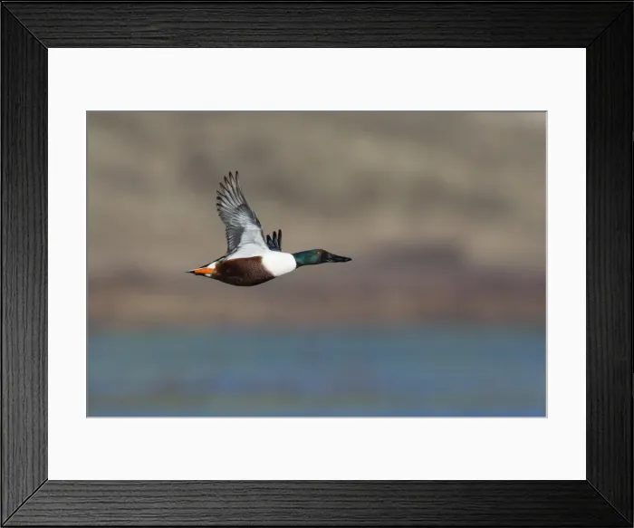 Framed Print : P2A4870. Northern Shoveler - drake in flight, Island of Texel, The Netherlands Date Framed Print : P2A4870. Northern Shoveler - drake in flight, Island of Texel, The Netherlands Date