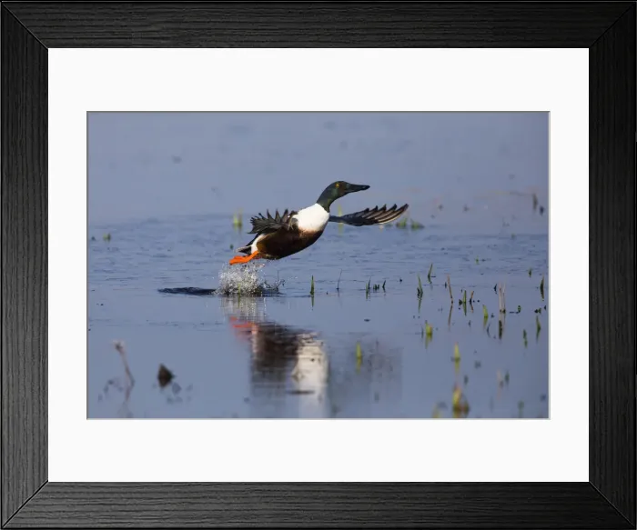 Framed Print : P2A4904. Northern Shoveler - drake in flight taking off Framed Print : P2A4904. Northern Shoveler - drake in flight taking off