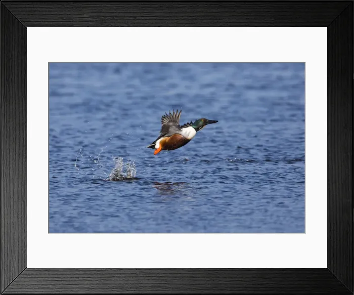 Framed Print : P2A4932. Northern Shoveler - drake in flight taking off Framed Print : P2A4932. Northern Shoveler - drake in flight taking off