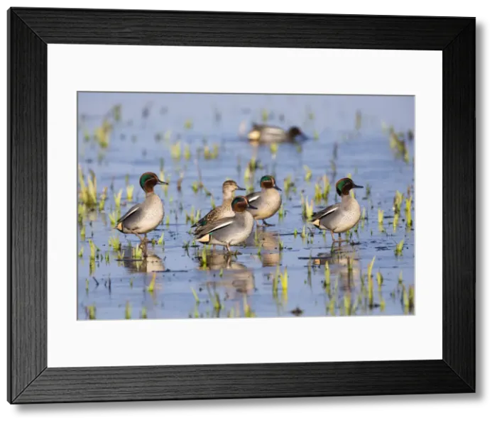 Framed Print : P2A5014. Teal - five drakes and one duck standing on frozen lake Framed Print : P2A5014. Teal - five drakes and one duck standing on frozen lake