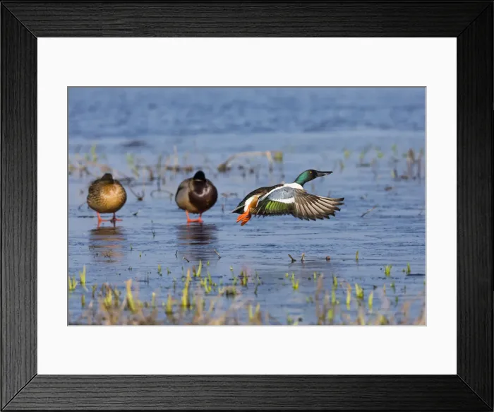 Framed Print : P2A5023. Northern Shoveler - drake in flight taking off Framed Print : P2A5023. Northern Shoveler - drake in flight taking off