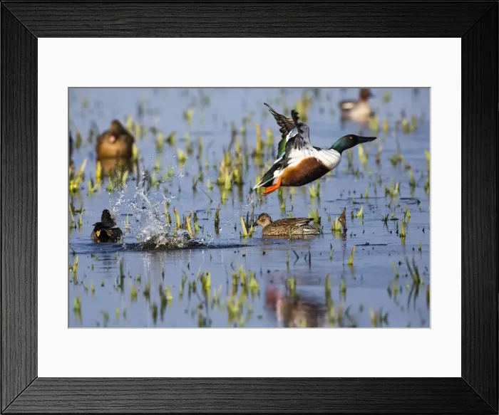 Framed Print : P2A5054. Northern Shoveler - drake in flight taking off Framed Print : P2A5054. Northern Shoveler - drake in flight taking off
