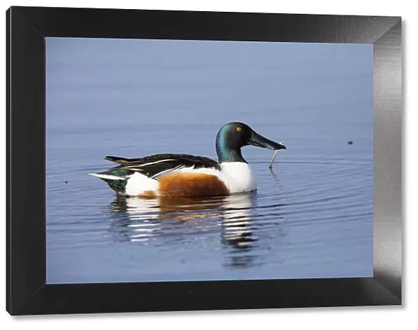 P2A5072. Northern Shoveler - drake resting on lake, Island of Texel, The Netherlands Date