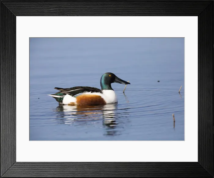 Framed Print : P2A5072. Northern Shoveler - drake resting on lake, Island of Texel, The Netherlands Date Framed Print : P2A5072. Northern Shoveler - drake resting on lake, Island of Texel, The Netherlands Date