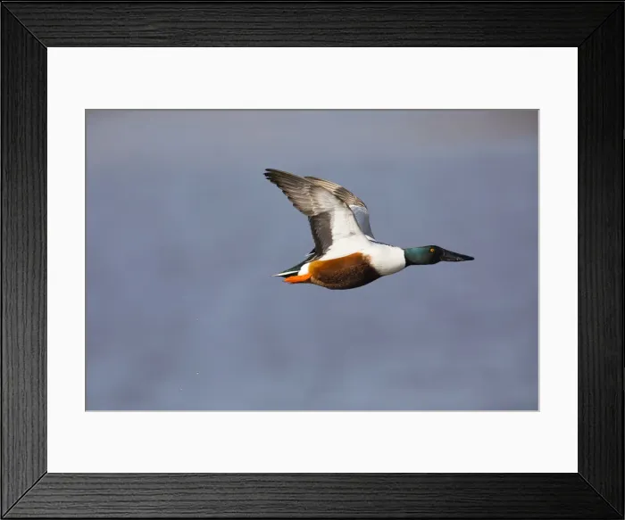 Framed Print : P2A5104. Northern Shoveler - drake in flight, Island of Texel, The Netherlands Date Framed Print : P2A5104. Northern Shoveler - drake in flight, Island of Texel, The Netherlands Date