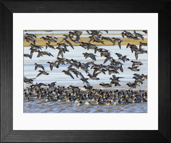 Framed Print : P2A6090. Widgeon - flock landing on lake in winter, Island of Texel, The Netherlands Date Framed Print : P2A6090. Widgeon - flock landing on lake in winter, Island of Texel, The Netherlands Date