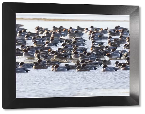 P2A6155. Widgeon - flock on lake in winter, Island of Texel, The Netherlands Date