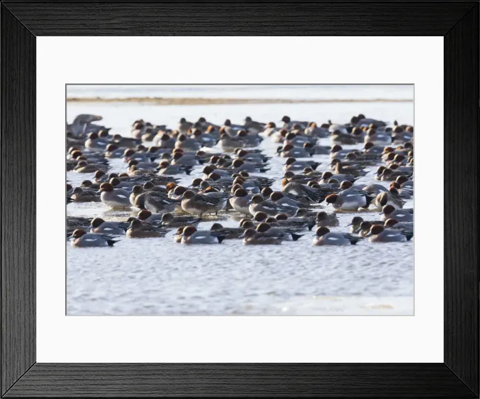 Framed Print : P2A6155. Widgeon - flock on lake in winter, Island of Texel, The Netherlands Date Framed Print : P2A6155. Widgeon - flock on lake in winter, Island of Texel, The Netherlands Date