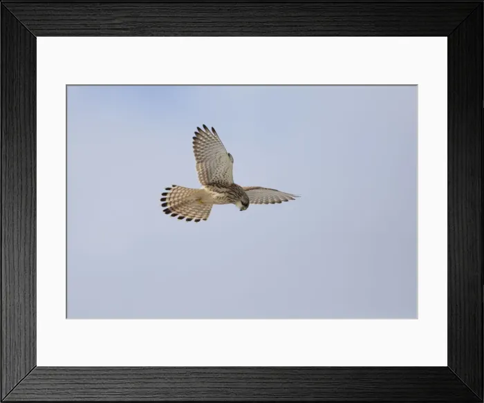 Framed Print : P2A6260. Kestrel - female hovering searching for prey, North Hessen, Germany Date Framed Print : P2A6260. Kestrel - female hovering searching for prey, North Hessen, Germany Date