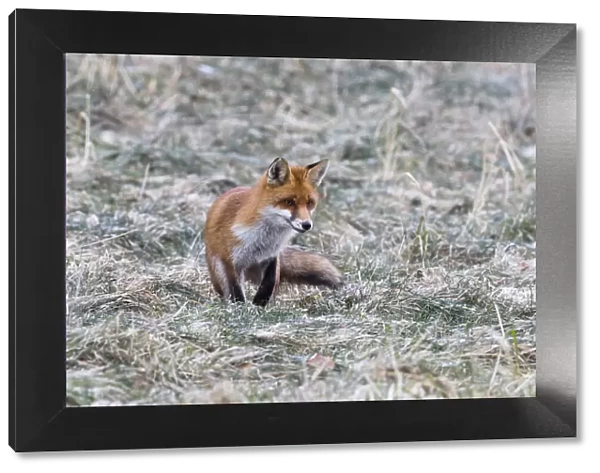 P2A6307. Red Fox - on meadow in winter hunting for mice, North Hessen, Germany Date
