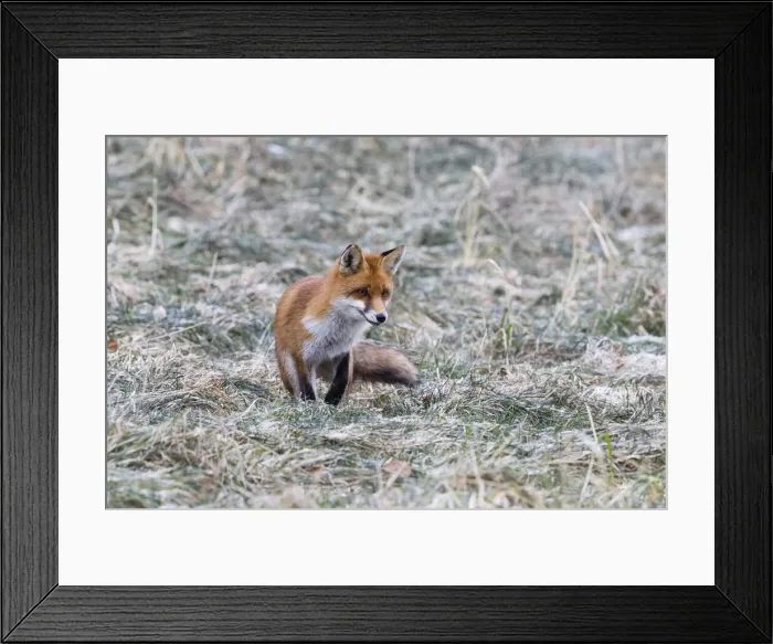 Framed Print : P2A6307. Red Fox - on meadow in winter hunting for mice, North Hessen, Germany Date Framed Print : P2A6307. Red Fox - on meadow in winter hunting for mice, North Hessen, Germany Date