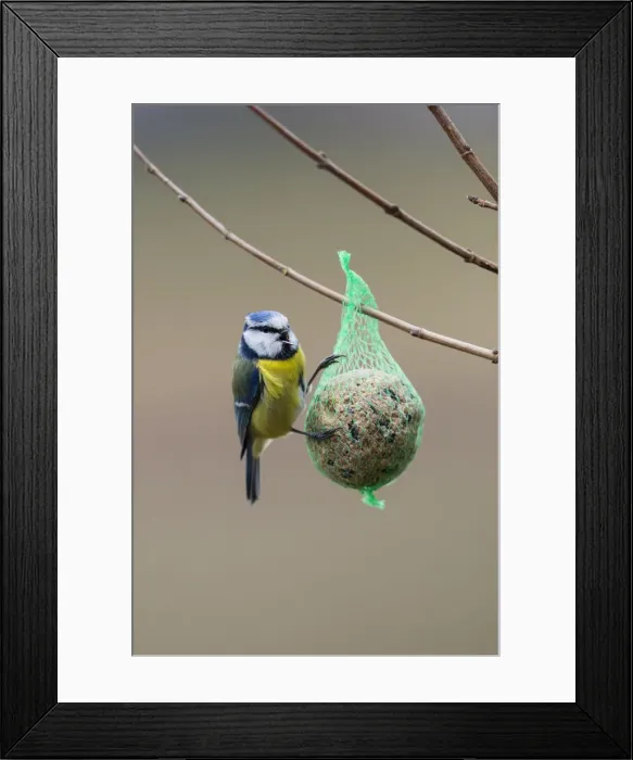Framed Print : P2A6348. Blue Tit - feeding on suet feeder in winter, North Hessen, Germany Date Framed Print : P2A6348. Blue Tit - feeding on suet feeder in winter, North Hessen, Germany Date