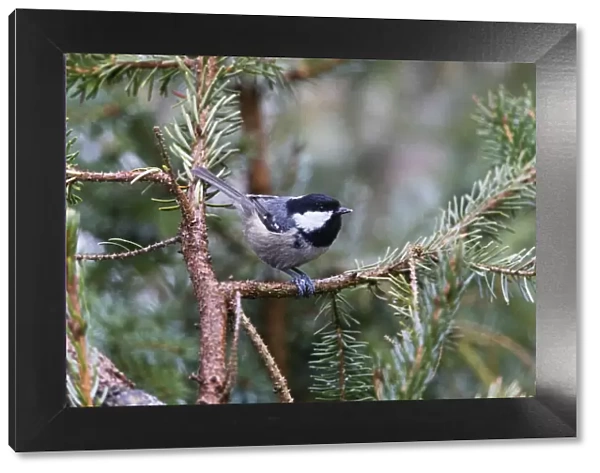 P2A6623. Coal Tit - perched on fir tree branch, feeding, North Hessen, Germany Date