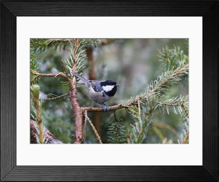 Framed Print : P2A6623. Coal Tit - perched on fir tree branch, feeding, North Hessen, Germany Date Framed Print : P2A6623. Coal Tit - perched on fir tree branch, feeding, North Hessen, Germany Date