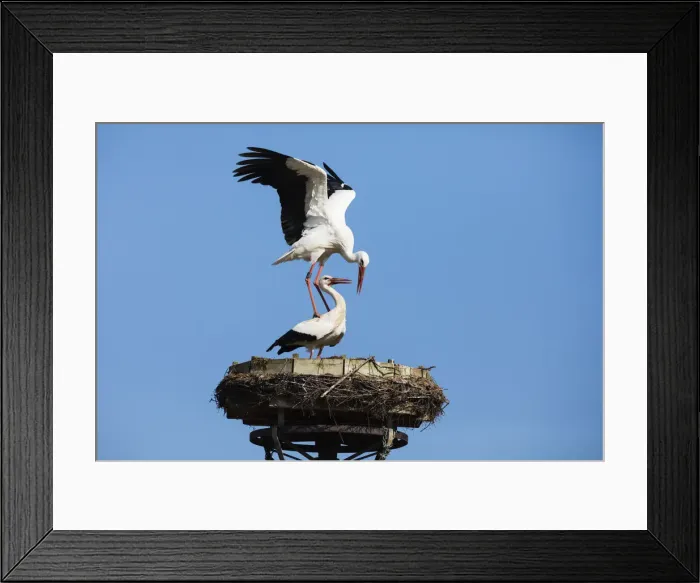 Framed Print : P2A6725. White Stork - pair mating on nest platform, North Hessen, Germany Date: 11-Feb-19 Framed Print : P2A6725. White Stork - pair mating on nest platform, North Hessen, Germany Date: 11-Feb-19