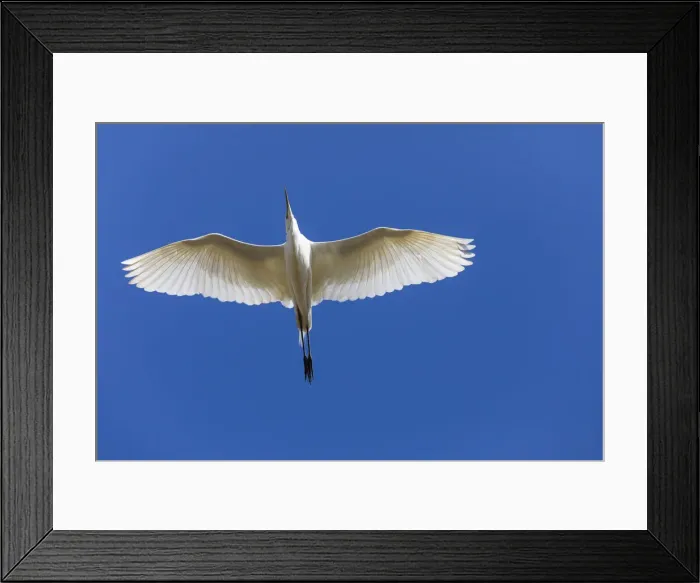 Framed Print : P2A6731. Great Egret - in flight, North Hessen, Germany Date: 11-Feb-19 Framed Print : P2A6731. Great Egret - in flight, North Hessen, Germany Date: 11-Feb-19