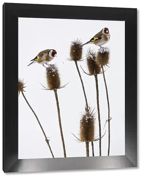 P2A7002. Goldfinch - two birds feeding on teasel, in winter, North Hessen, Germany Date