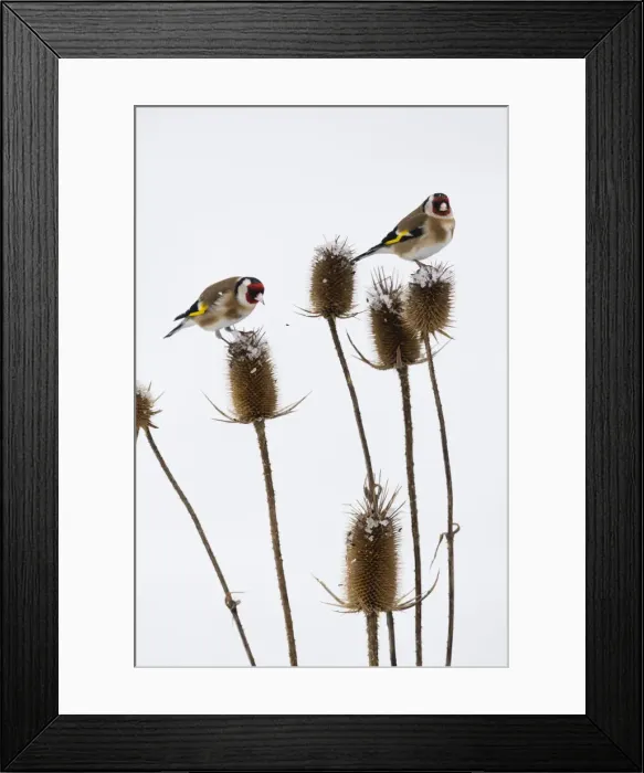Framed Print : P2A7002. Goldfinch - two birds feeding on teasel, in winter, North Hessen, Germany Date Framed Print : P2A7002. Goldfinch - two birds feeding on teasel, in winter, North Hessen, Germany Date