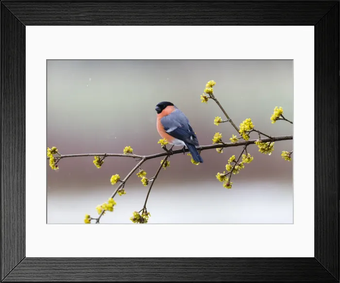 Framed Print : P2A7138. Bullfinch - male sitting on flowering Cornelian Cherry branch Framed Print : P2A7138. Bullfinch - male sitting on flowering Cornelian Cherry branch