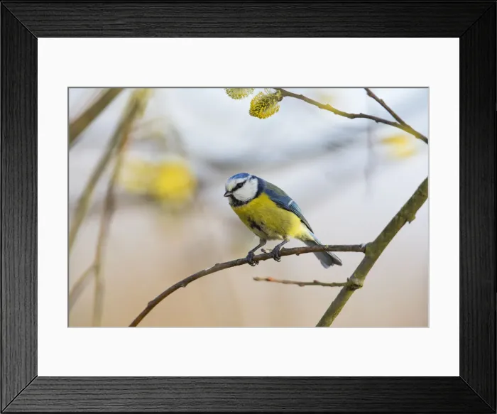 Framed Print : P2A8041. Blue Tit - perched on willow tree branch, North Hessen, Germany Date: 11-Feb-19 Framed Print : P2A8041. Blue Tit - perched on willow tree branch, North Hessen, Germany Date: 11-Feb-19