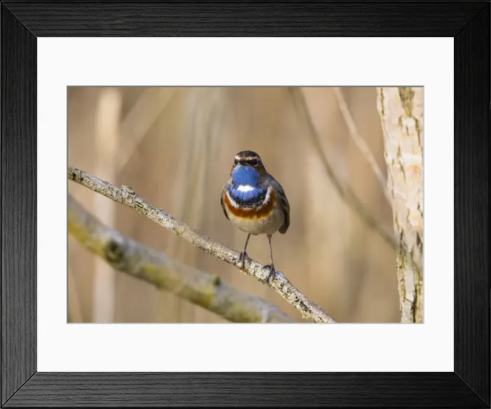 Framed Print : P2A8045. White-spotted Bluethroat, single male, Lower Saxony, Germany Date: 11-Feb-19 Framed Print : P2A8045. White-spotted Bluethroat, single male, Lower Saxony, Germany Date: 11-Feb-19