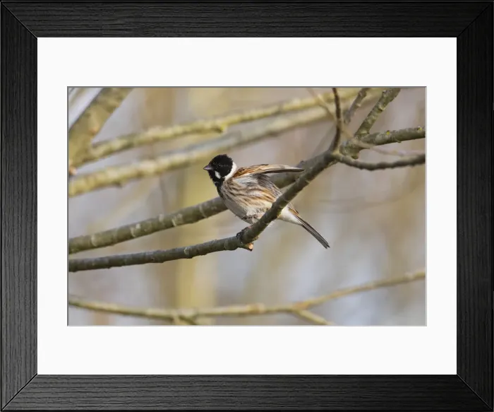 Framed Print : P2A8083. Common Reed Bunting - male stting on branch