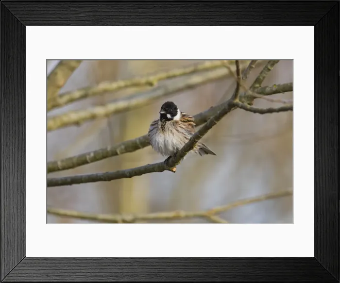 Framed Print : P2A8086. Common Reed Bunting - male stting on branch, North Hessen, Germany Date Framed Print : P2A8086. Common Reed Bunting - male stting on branch, North Hessen, Germany Date