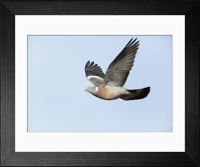 Framed Print : P2A8172. Woodpigeon - in flight, North Hessen, Germany Date: 11-Feb-19 Framed Print : P2A8172. Woodpigeon - in flight, North Hessen, Germany Date: 11-Feb-19