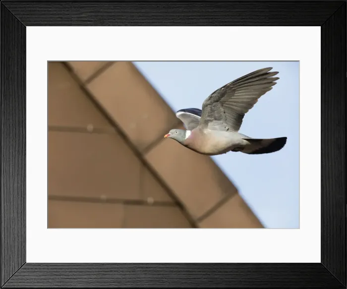 Framed Print : P2A8173. Woodpigeon - in flight, North Hessen, Germany Date: 11-Feb-19 Framed Print : P2A8173. Woodpigeon - in flight, North Hessen, Germany Date: 11-Feb-19