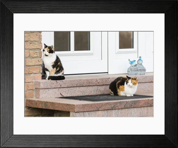 Framed Print : P2A8211. Domestic Cats - siblings sitting in front of house door Framed Print : P2A8211. Domestic Cats - siblings sitting in front of house door