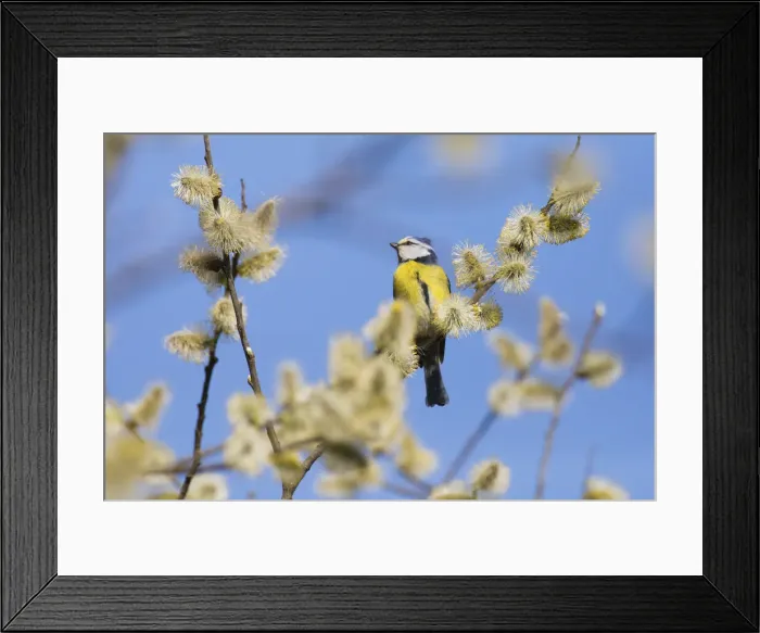 Framed Print : P2A8251. Blue Tit - perched on willow tree branch, North Hessen, Germany Date: 11-Feb-19