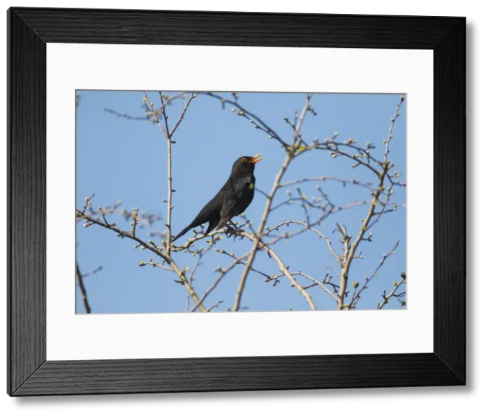 Framed Print : P2A8347. Blackbird - male singing in spring, North Hessen, Germany Date: 11-Feb-19 Framed Print : P2A8347. Blackbird - male singing in spring, North Hessen, Germany Date: 11-Feb-19