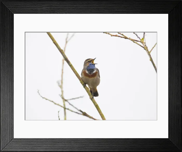 Framed Print : P2A8645. White-spotted Bluethroat - single male, singing Framed Print : P2A8645. White-spotted Bluethroat - single male, singing