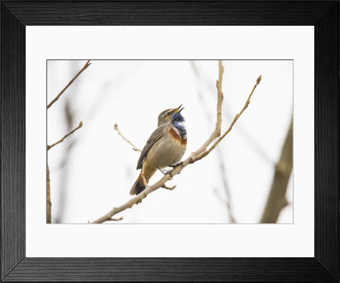 Framed Print : P2A8791. White-spotted Bluethroat - single male, singing Framed Print : P2A8791. White-spotted Bluethroat - single male, singing