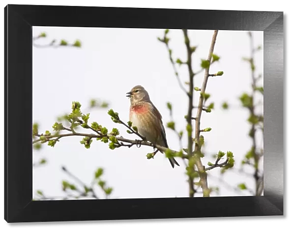 P2A8954. Common Linnet - singing, North Hessen, Germany Date: 11-Feb-19